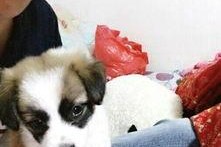 娱乐吃瓜酱宠物收养